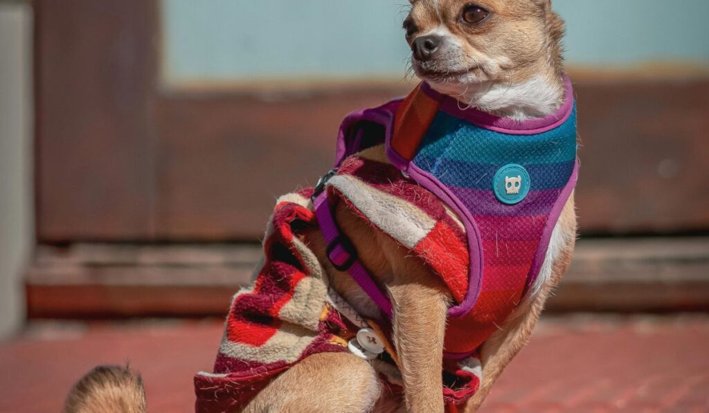 Pet Insurance Companies in New York