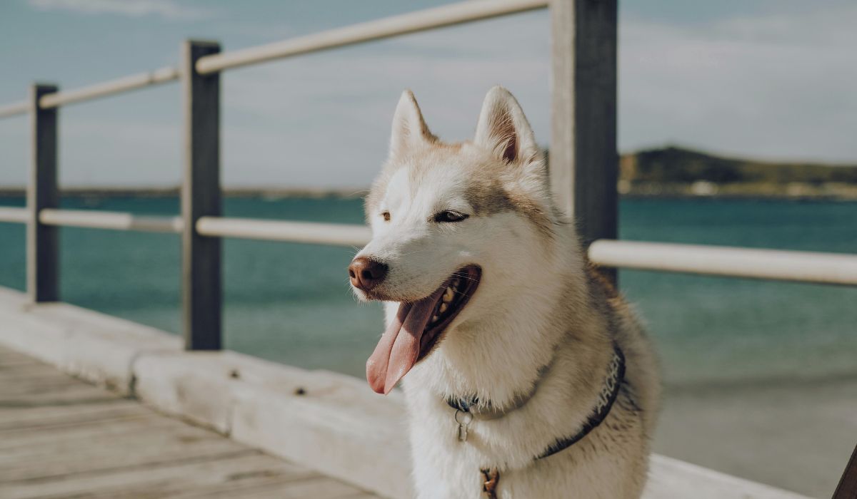 Pet Insurance Companies in New York