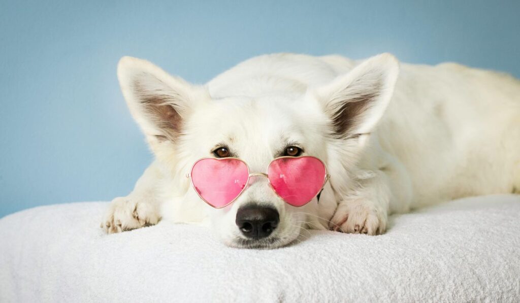 6 Best Pet Insurance Companies For Dogs