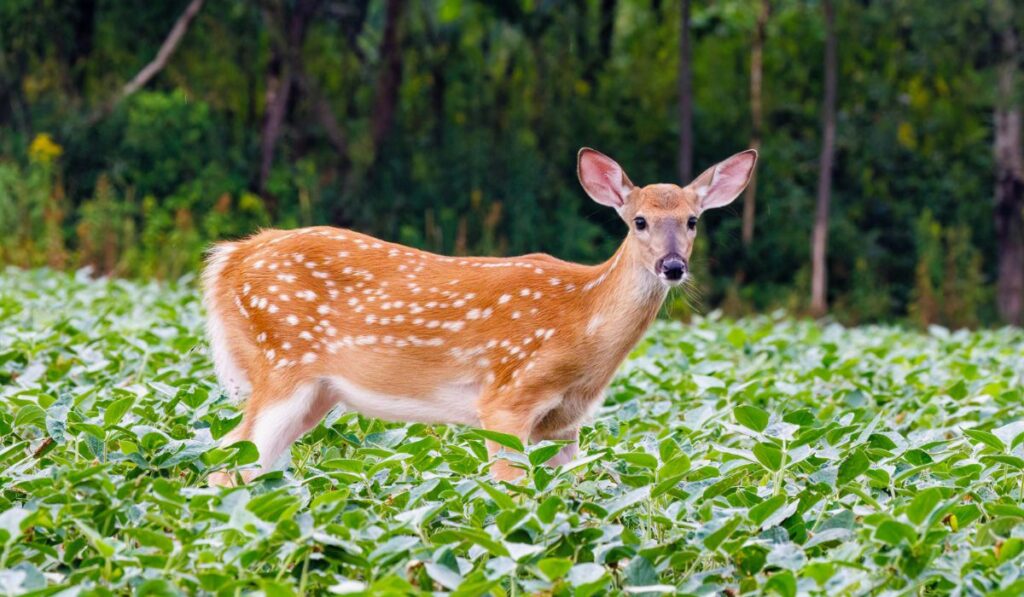 How to get animal insurance