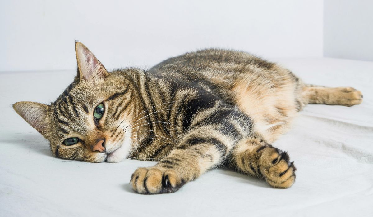 How to get animal insurance