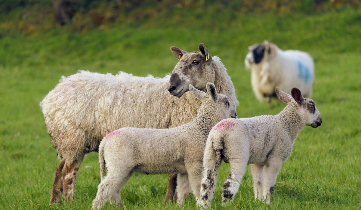 Reduce risk with livestock insurance