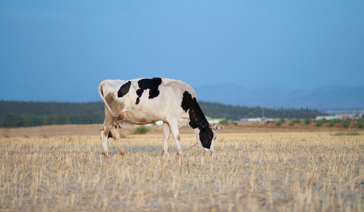 Reduce risk with livestock insurance